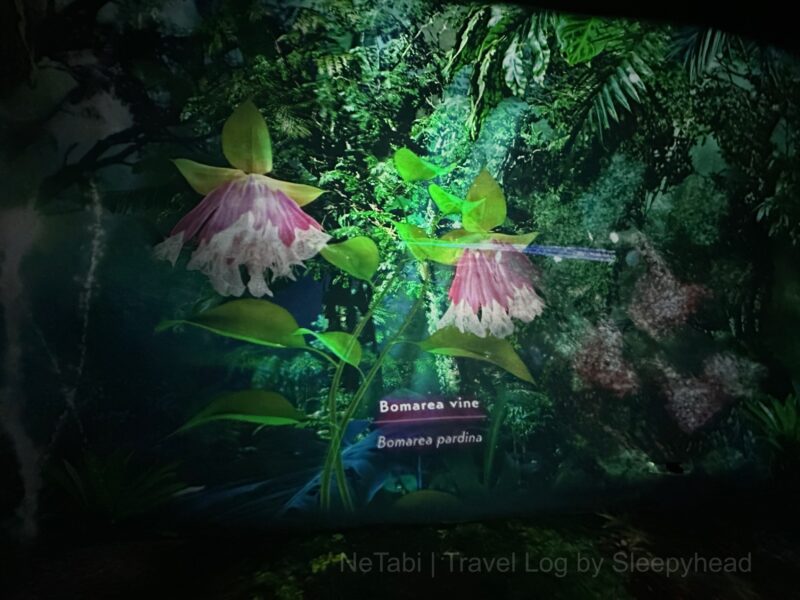 ディスプレイに咲いた花