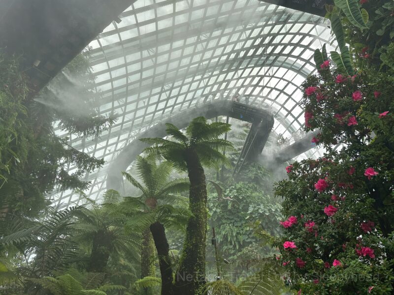 霧に覆われたドームの様子