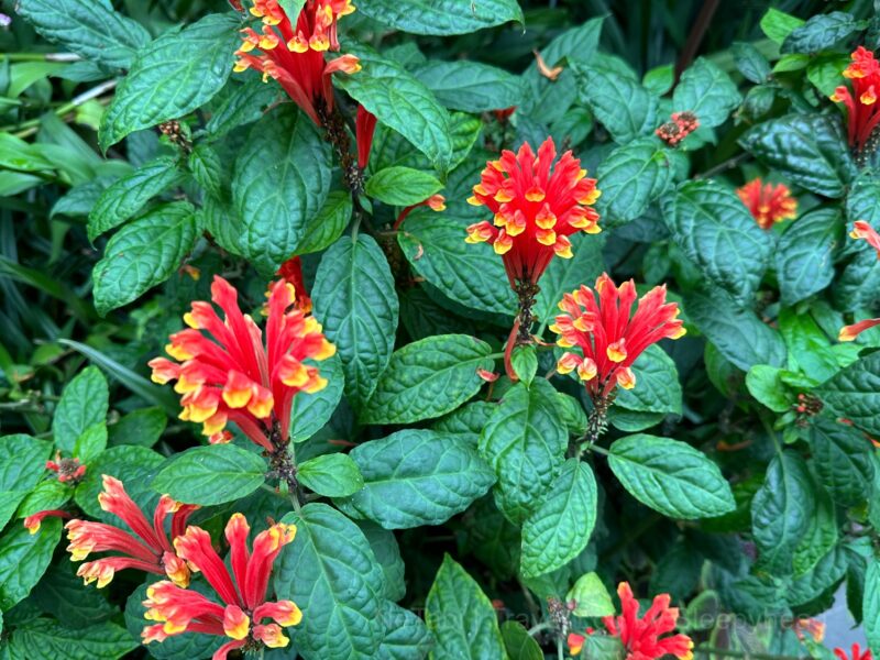 クラウドフォレストで出会った花