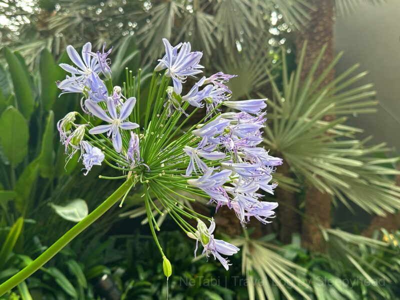 淡い青色の花。アフリカンリリー。