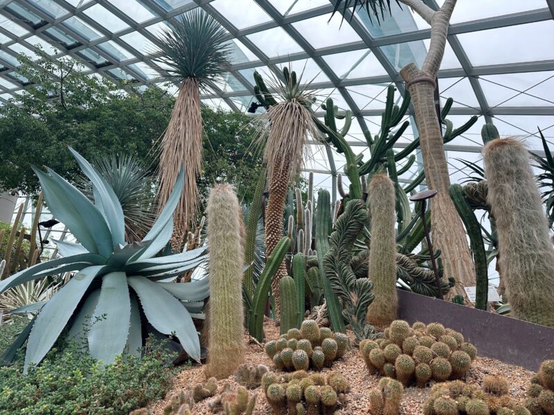 多肉植物エリアのサボテンたち