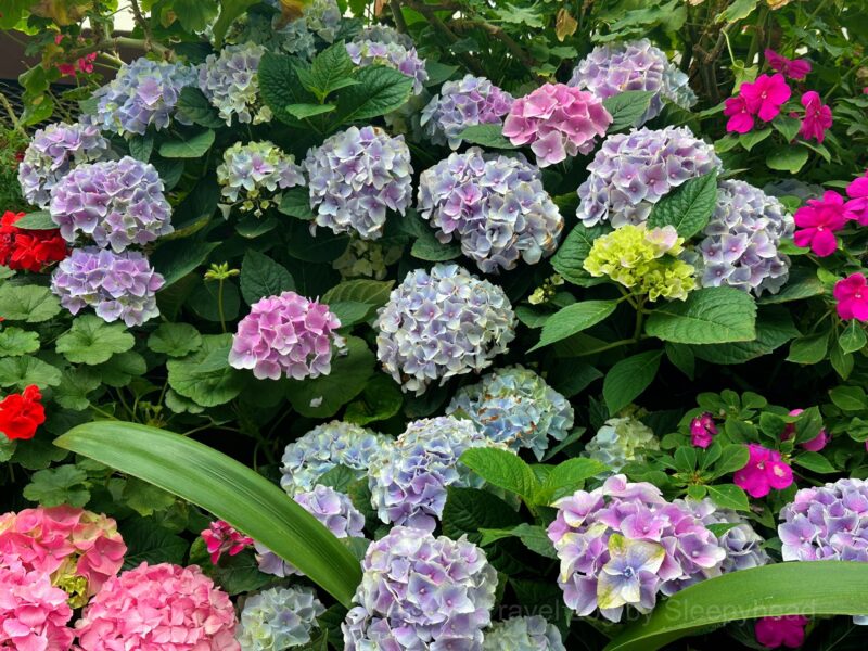 青や赤色のアジサイ