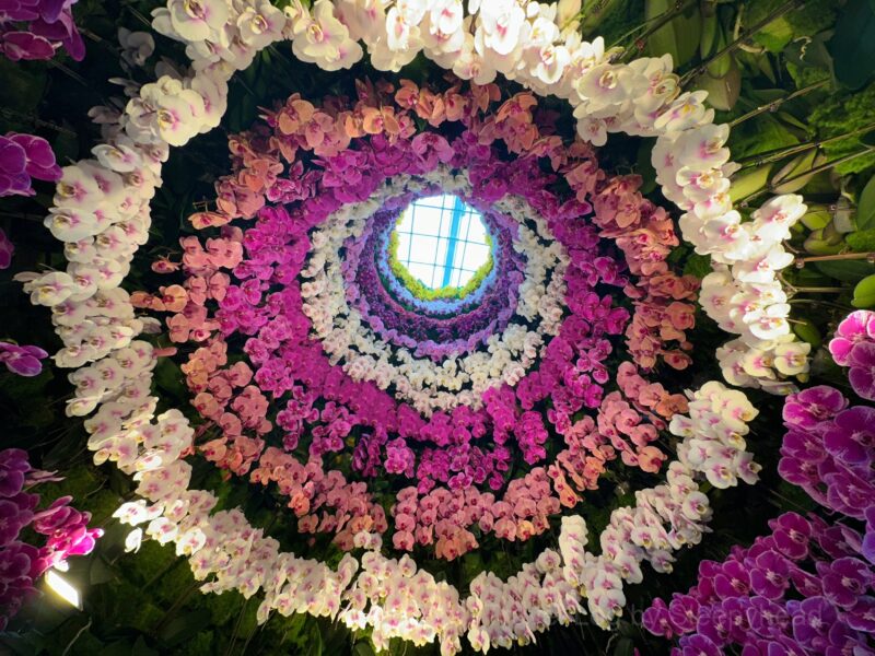 壁面を埋め尽くした蘭