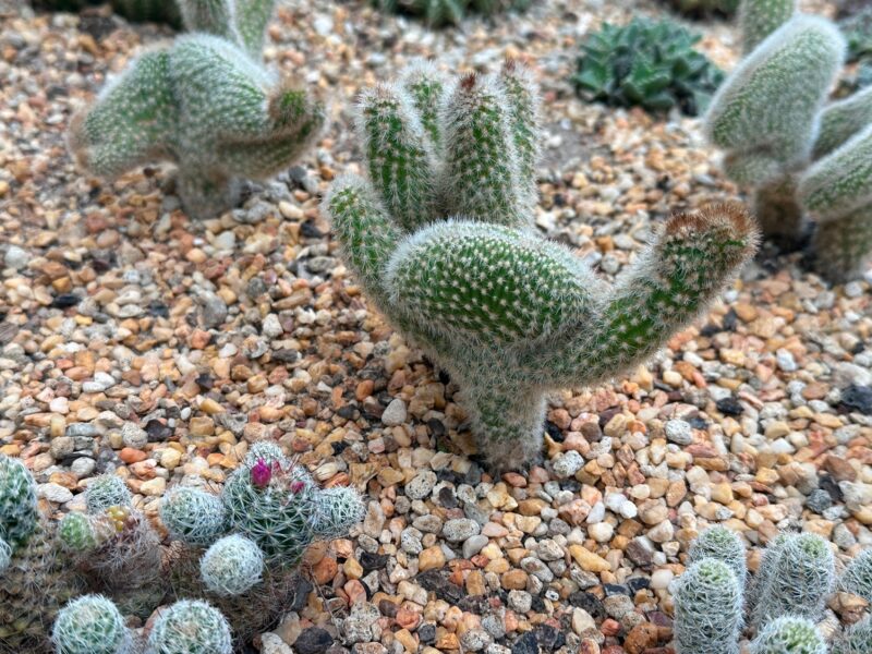 小さなサボテン