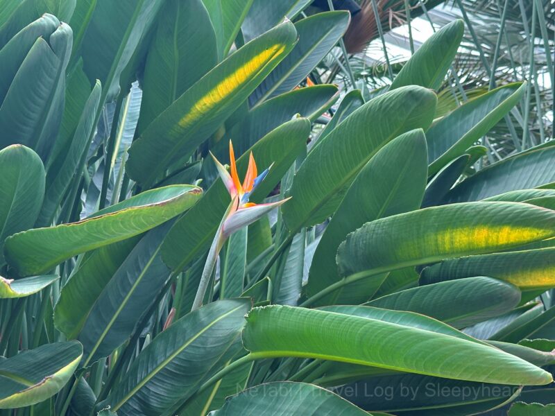 鳥の頭のような形をした花。極楽鳥花。